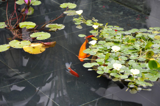 清池中的鯉魚