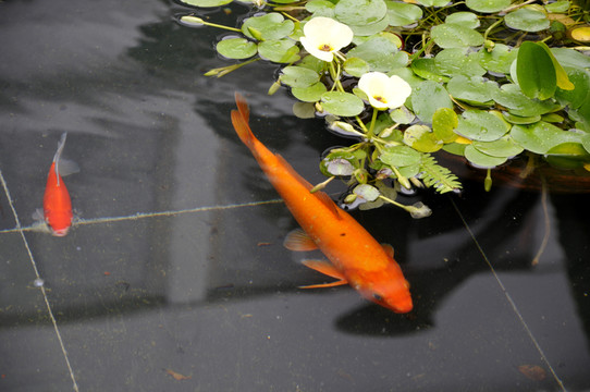 清池中的鯉魚