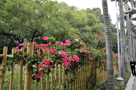 流花湖公園的竹籬笆