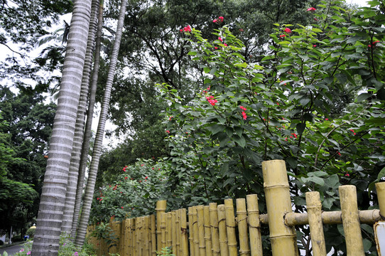 流花湖公園的竹籬笆