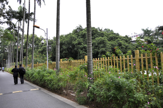 流花湖公園的竹籬笆