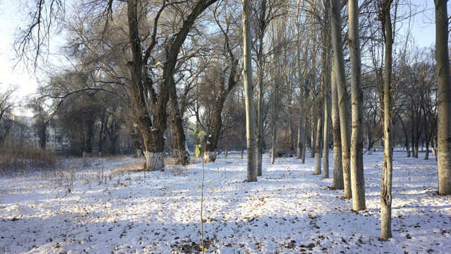 冬雪