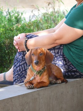 寵物犬