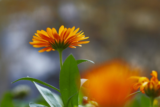 黃花