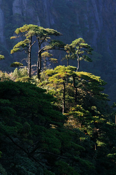 山間松樹
