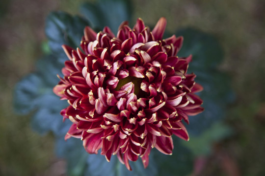 菊花