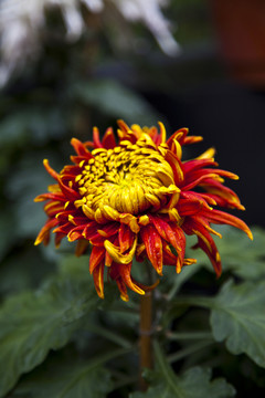 菊花