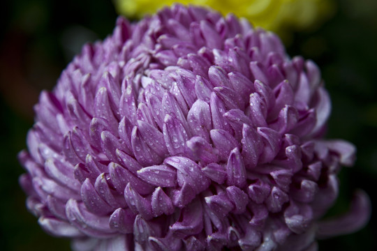 菊花