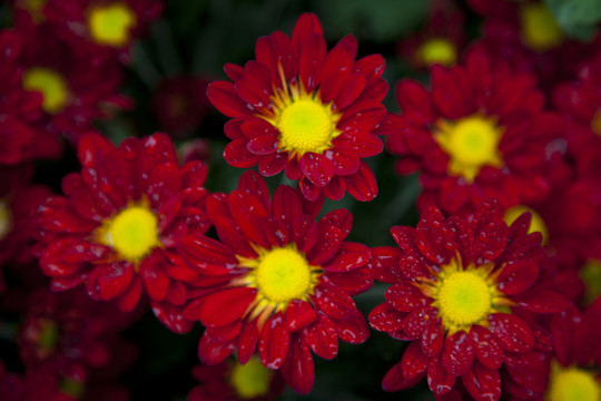 菊花