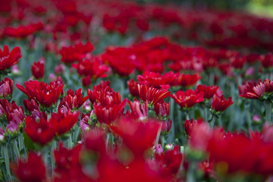 菊花