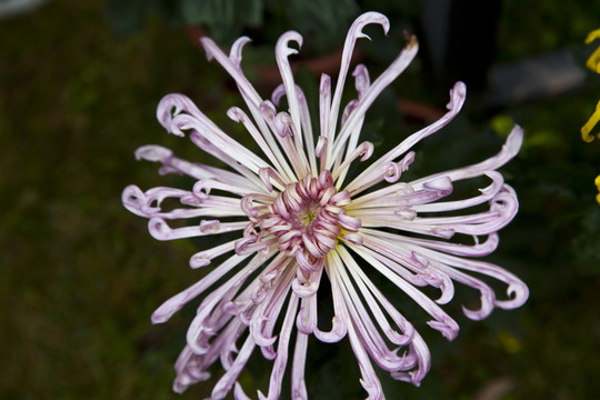 菊花