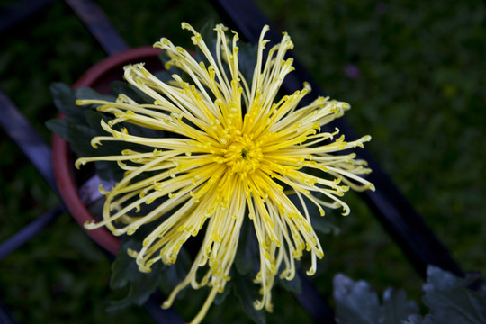 菊花