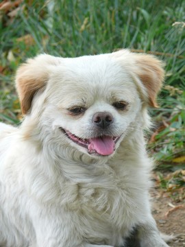 寵物犬