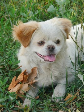 寵物犬