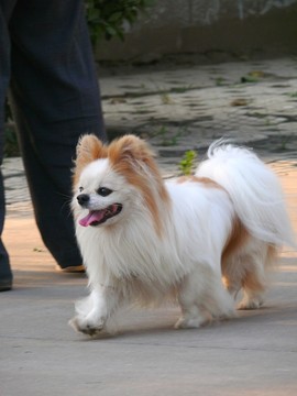 寵物犬