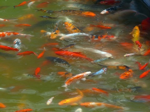 熱帶魚