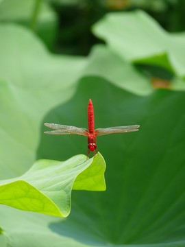 紅蜻蜓和荷葉