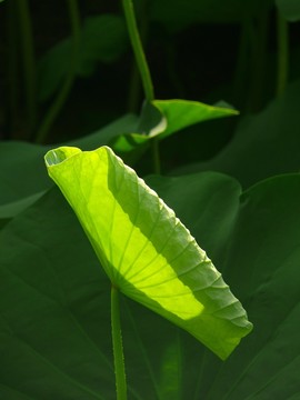 荷葉