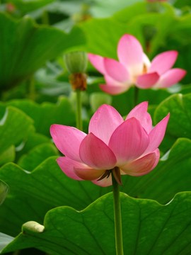 紅荷花