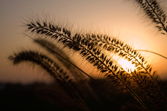 夕陽下的狗尾巴草