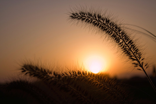 夕陽下的狗尾巴草