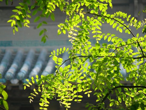 古建筑與樹葉
