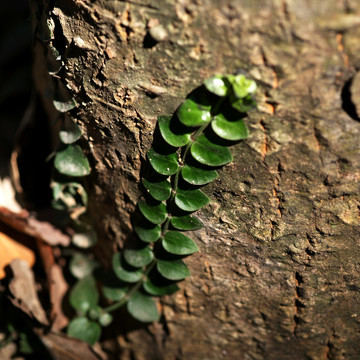 寄生植物