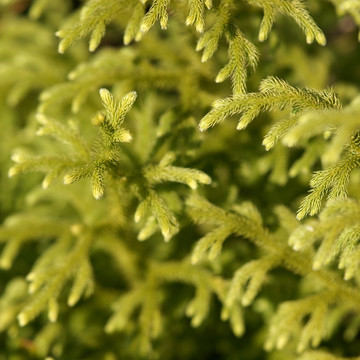 野草