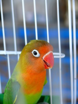 鸚鵡