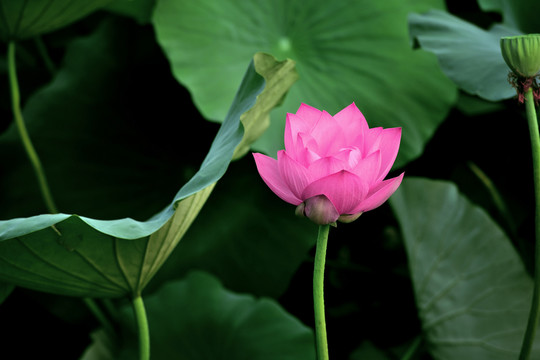 荷花