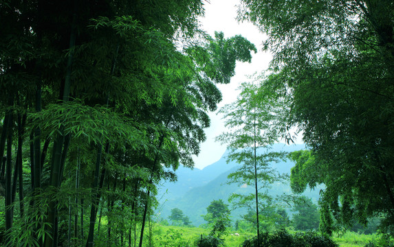 楠竹林