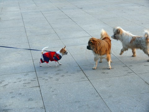 寵物犬