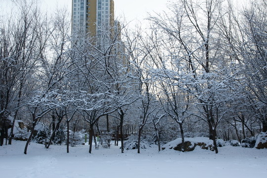 冰雪樹掛