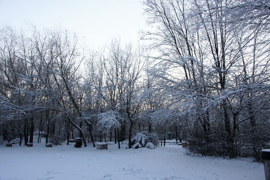 冰雪樹掛