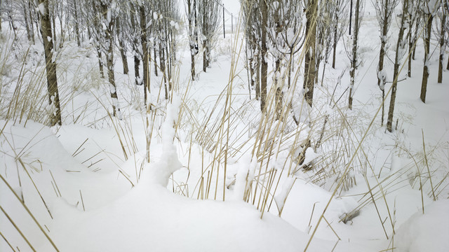冬雪