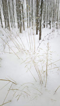 冬雪