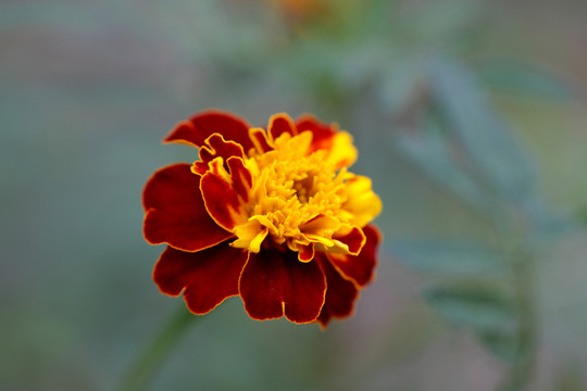 雪菊