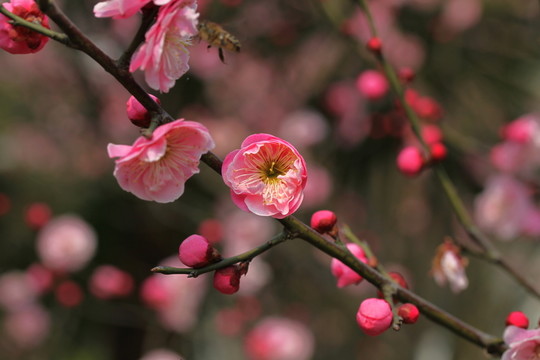 梅花