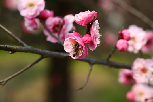 梅花