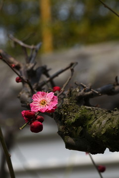 梅花