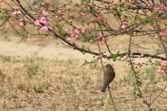 紅脅藍(lán)尾鴝 雌性