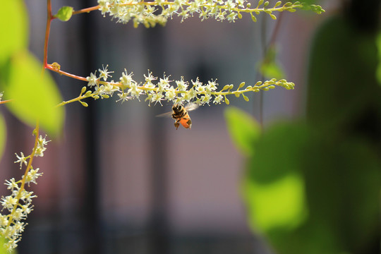 蜜蜂