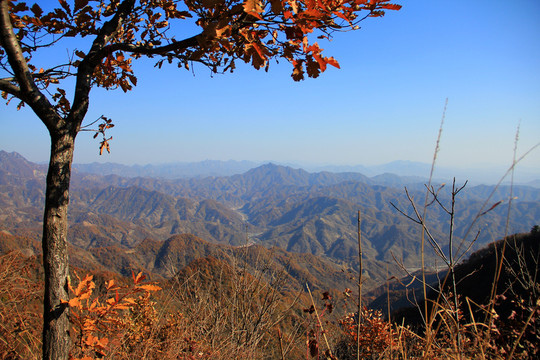 秋山