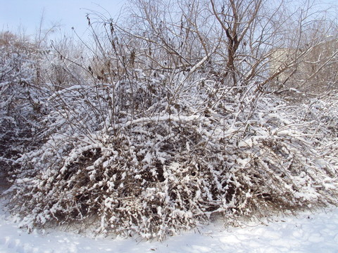 雪