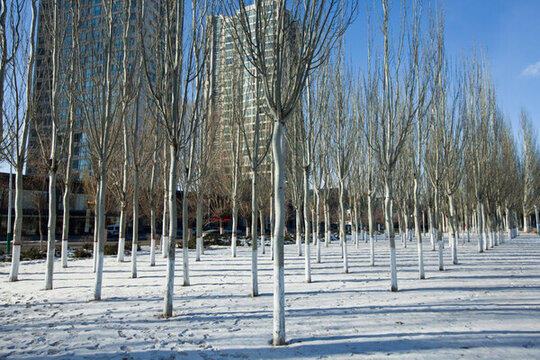 雪地小樹林