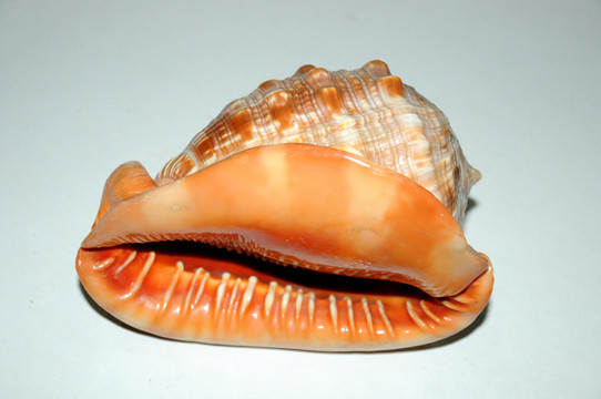 海螺