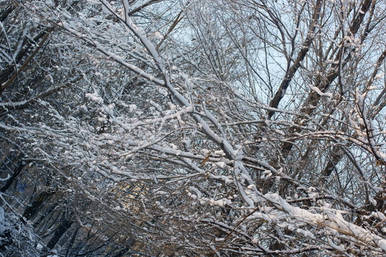 冰雪景色