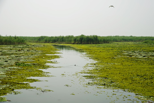 東平湖濕地