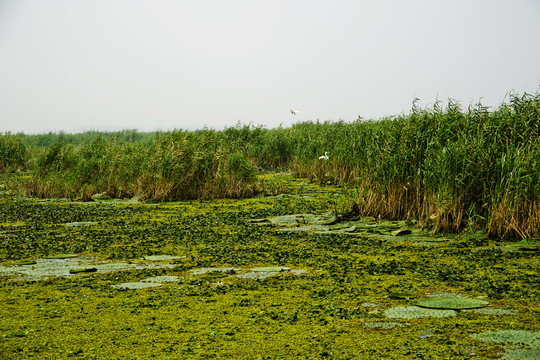 東平湖濕地