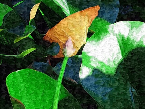 裝飾畫  荷花